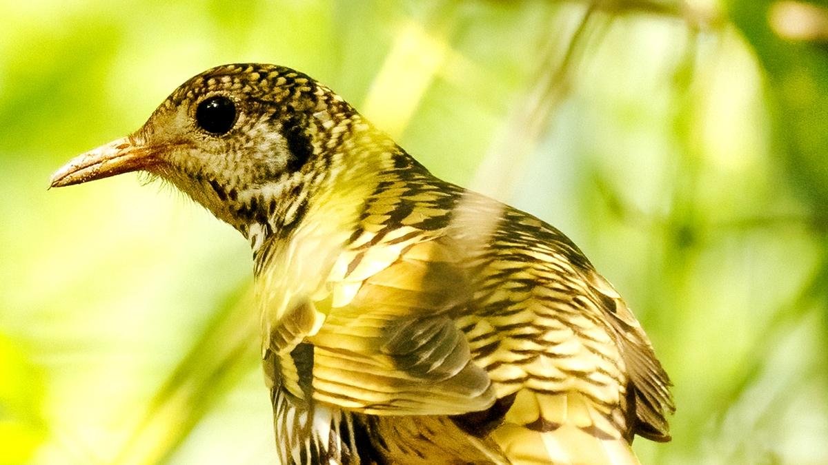 Rare Scaly Thrush Sighting in Telangana: A Historic First for South India!