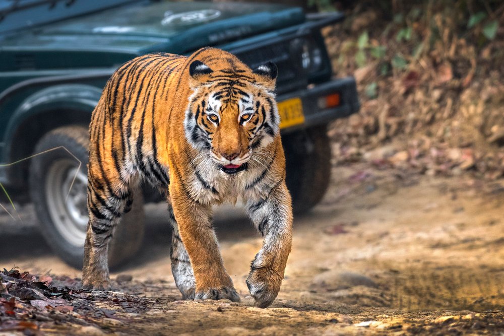 Tiger Sighting on Nirmal-Adilabad Highway Triggers Panic Among Drivers