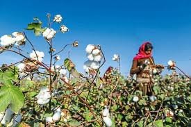 Telangana Government Steps In, CCI Adjusts Rules to Resume Cotton Trade