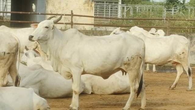 Ongole Cattle Conservation Efforts: A Vital Mission